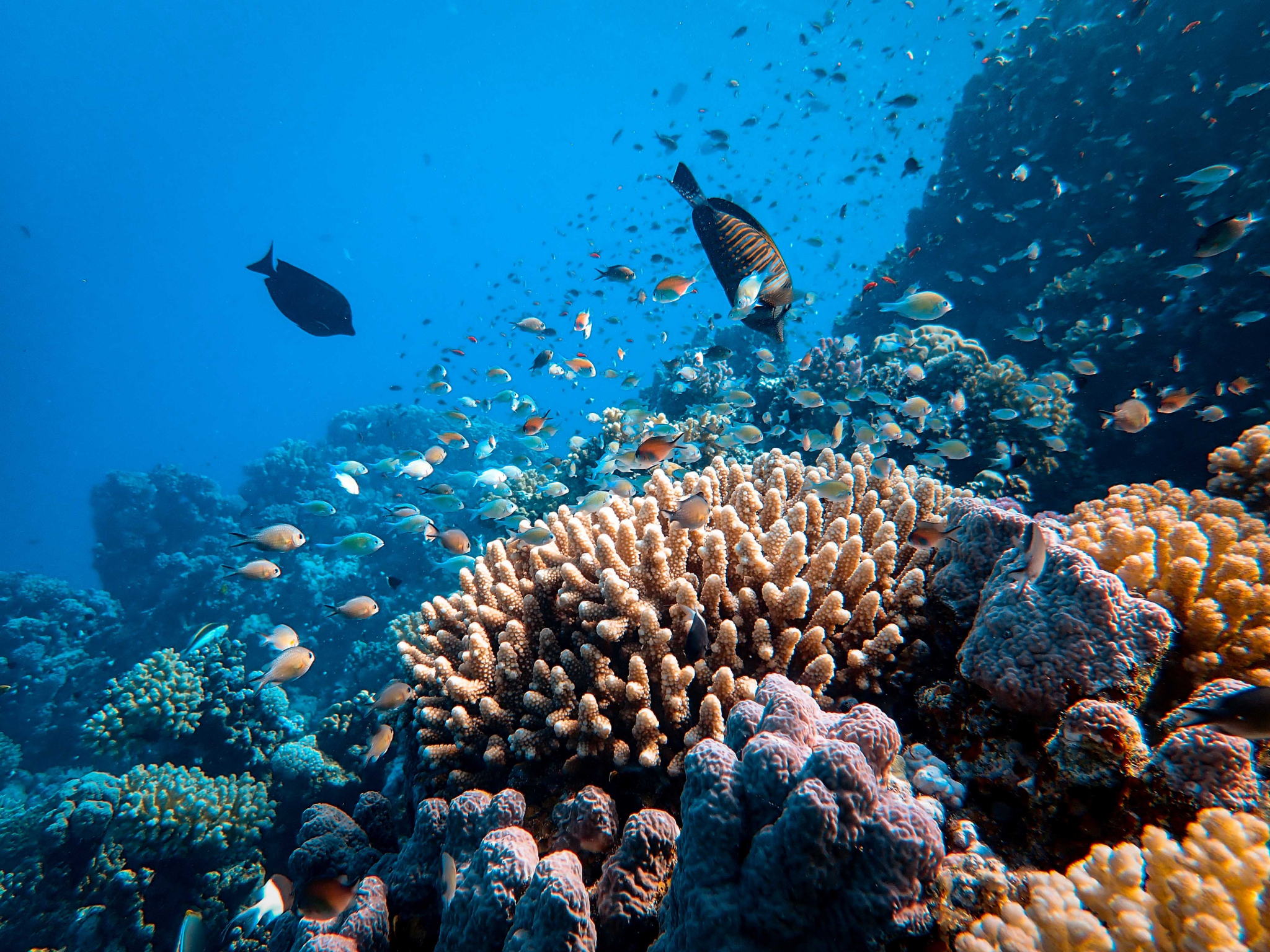 Coral reefs are complex ecosystems. Every component is unique and has its role in the big picture.